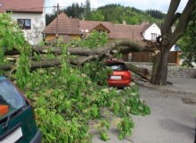 Kwikfynd Tree Cutting Services
westkempsey