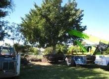 Kwikfynd Tree Management Services
westkempsey
